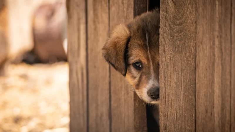 Adopcja psa ze schroniska: na co uważać i jak przygotować się mądrze