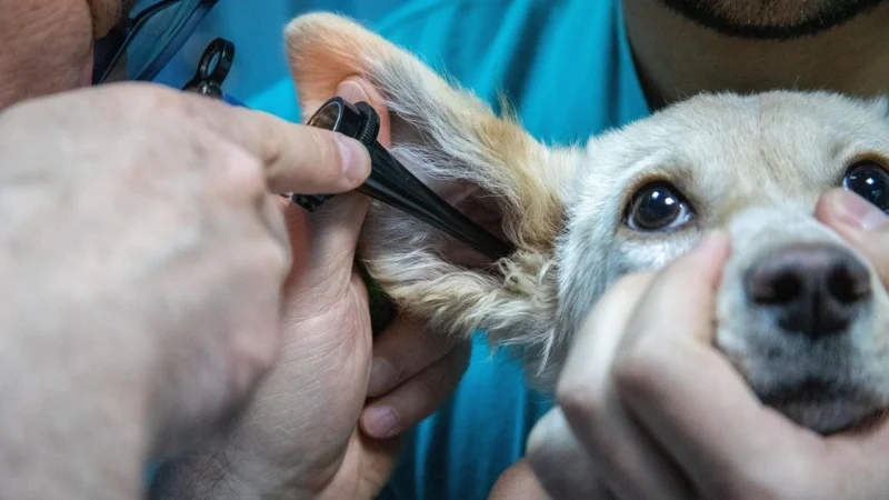 Blog o zwierzętach, hodowli i zoologii: jak czytać źródła i nie dać się mitom