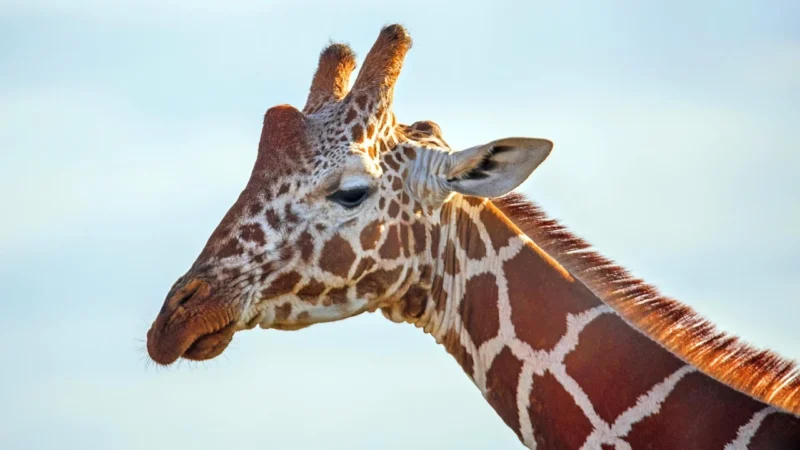 Co to jest zoologia i czym się zajmuje: przewodnik dla początkujących