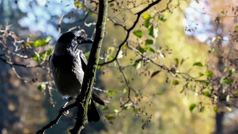 Najmądrzejsze ptaki na świecie: ciekawostki o krukach, papugach i srokach